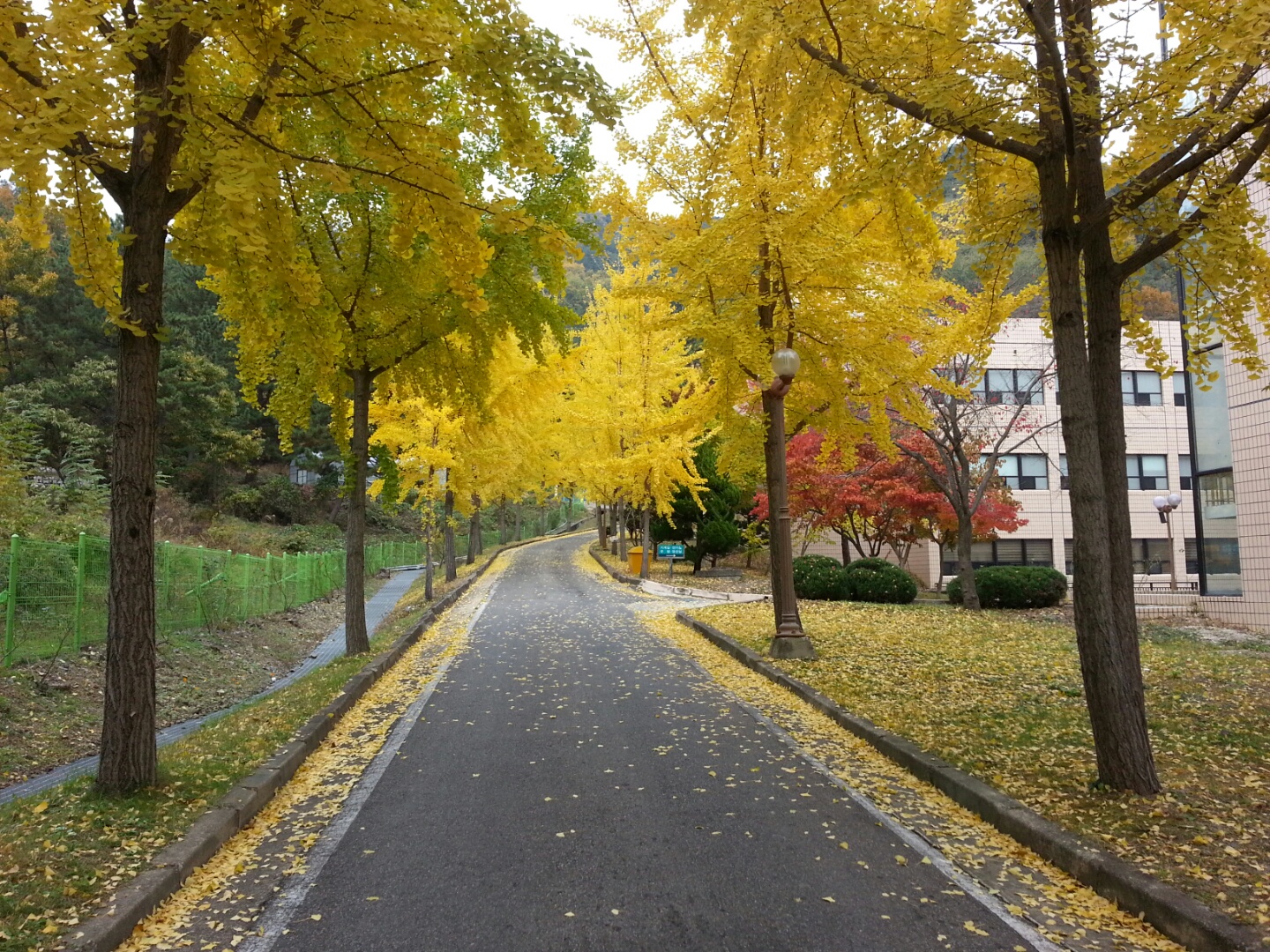 본관 좌측 은행길